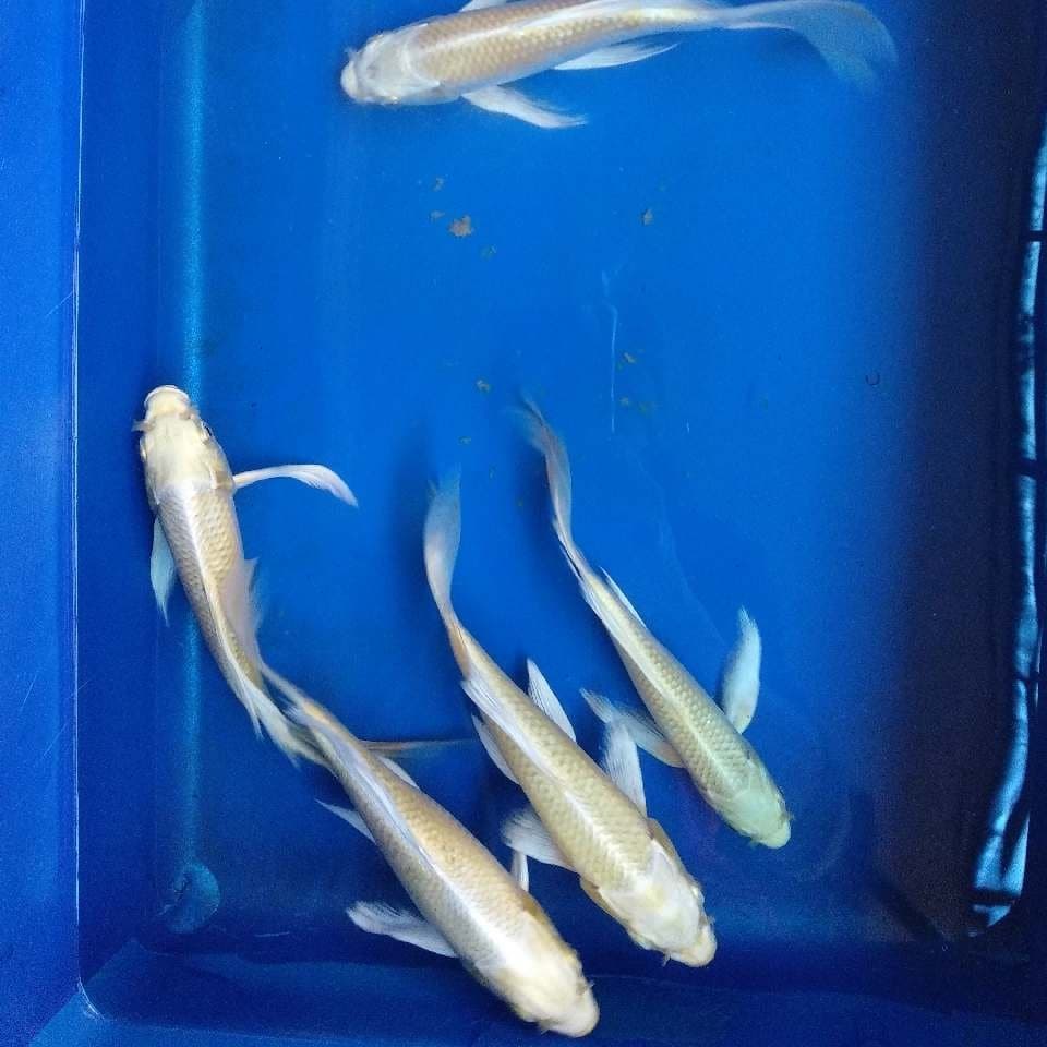 kumpay 20-25cm