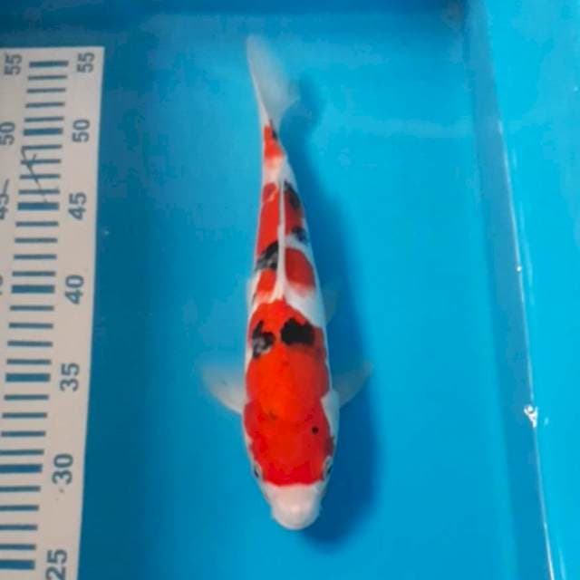 Sanke 28 cm