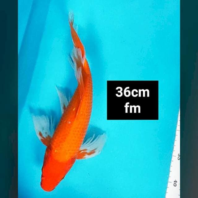 Kumpay benigoi strong 36cm