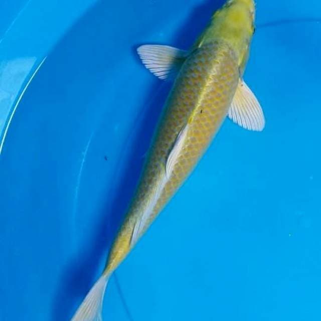 Yamabuki Ogon 35