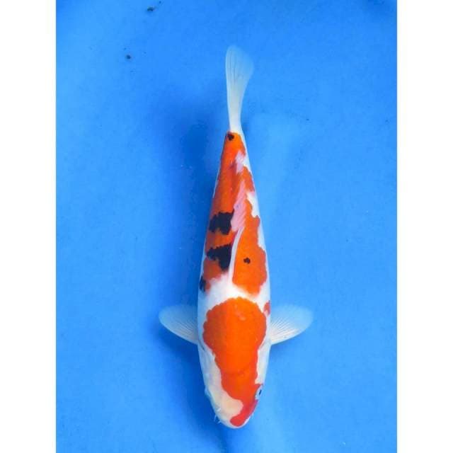 Sanke HQ - 26cm