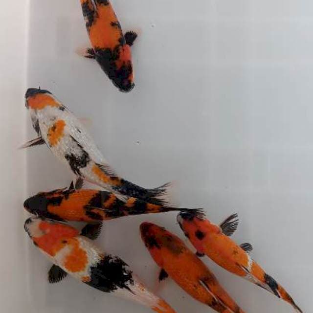 6 ekor calon artis 21-24cm
