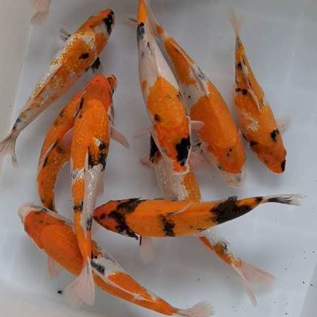 10 ekor showa 25-32cm