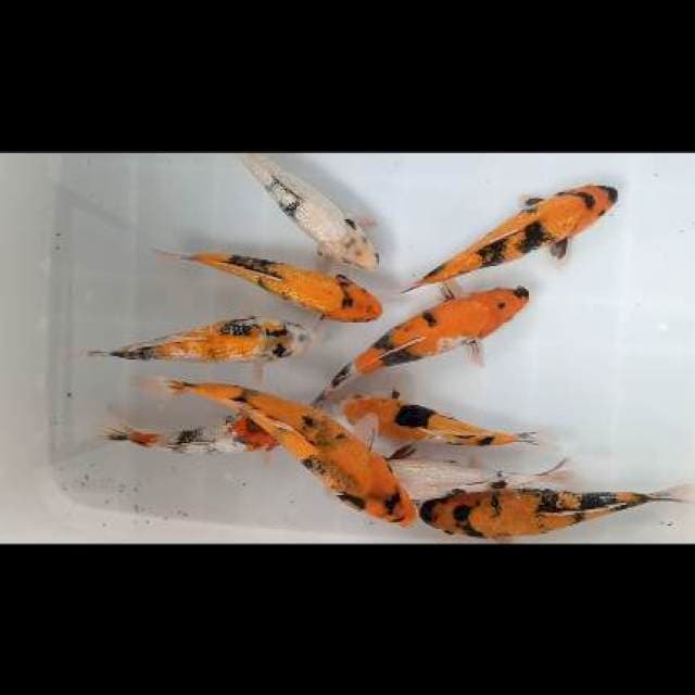 10 ekor showa shiro 24-30cm