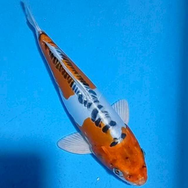 Kujaku Doit 38cm
