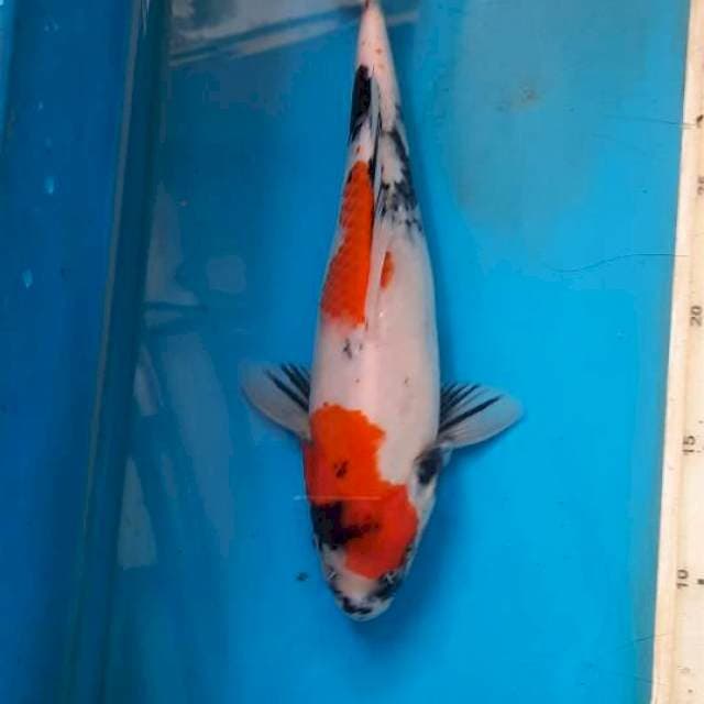 Showa 26cm
