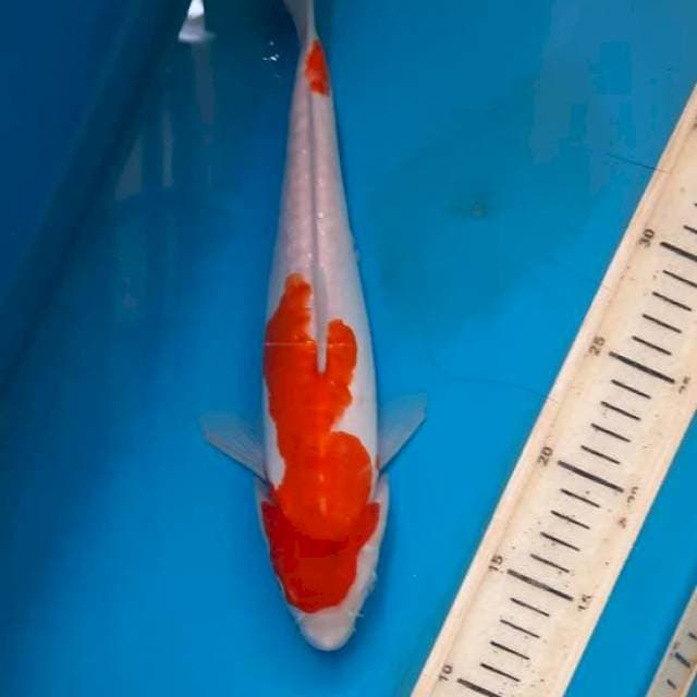 Kohaku doit 30cm