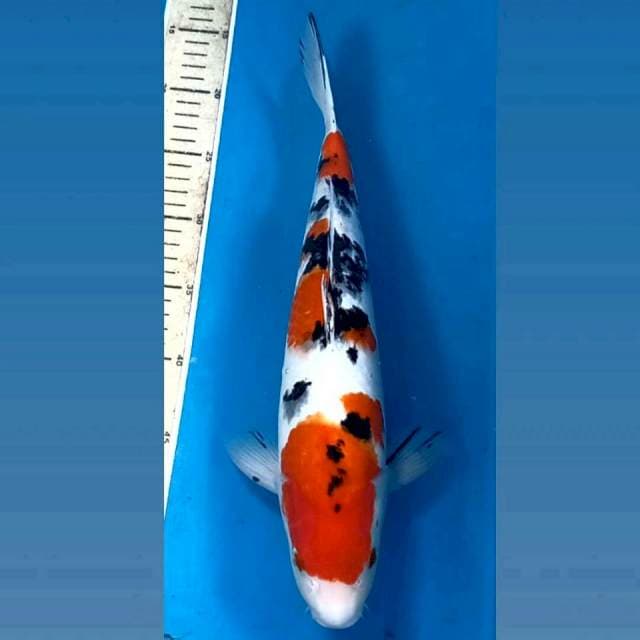 Sanke, 39 cm