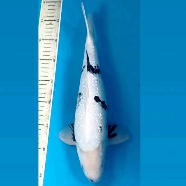 Shiro ginrin, 36 cm
