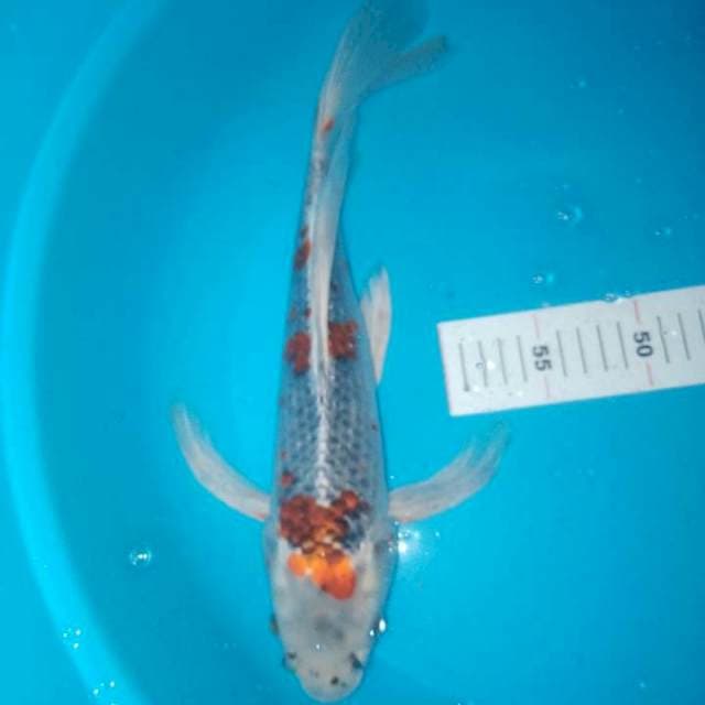 Kumpay antikan