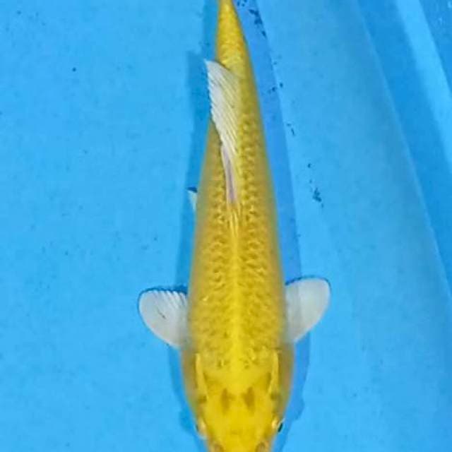 Yamabuki ogon