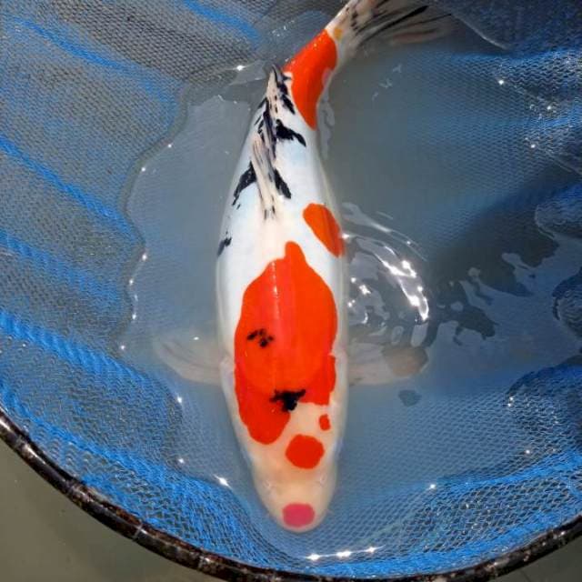 Doitsu sanke 38cm