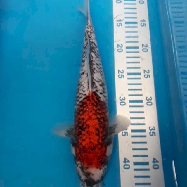 Beni Matsukawabake 34 cm