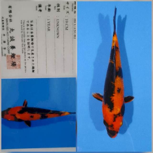 Hi utsuri marusei
