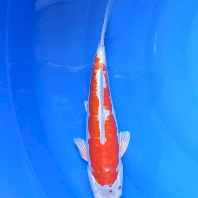 hikari doistsu 35cm betina
