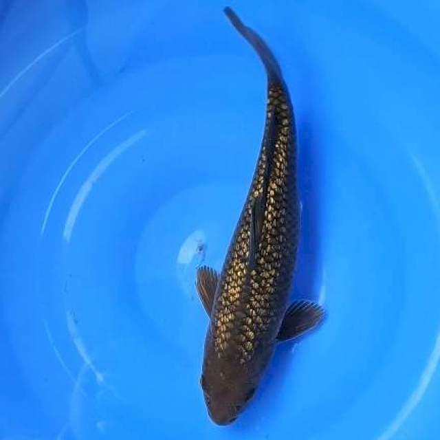 chagoi ginrin 30cm