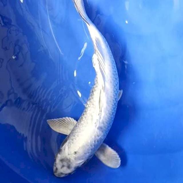 mukashi jumbi 47cm