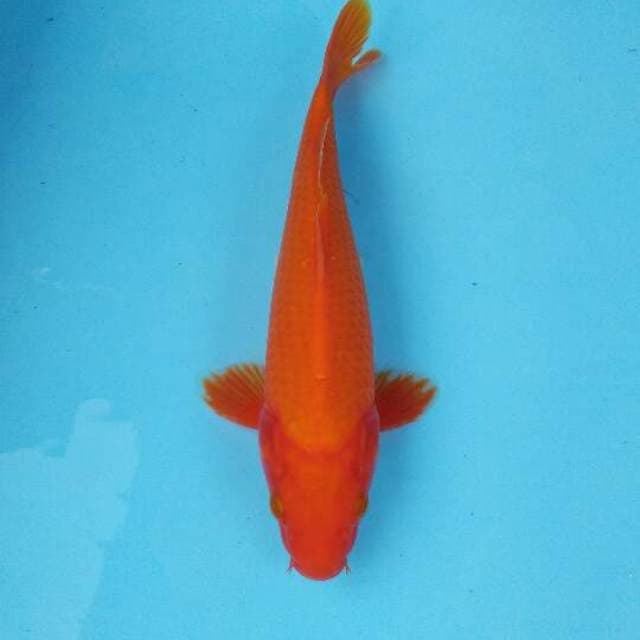BeniGoi red fanta. Plus tembus