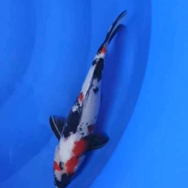 Showa jantan 32cm