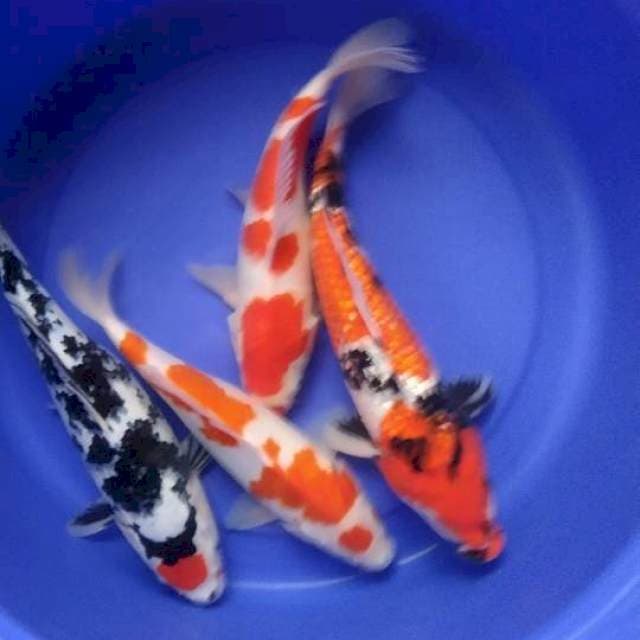 Sk mix koi