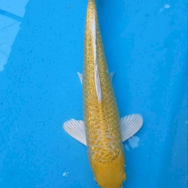 Yamabuki Ogon 32cm