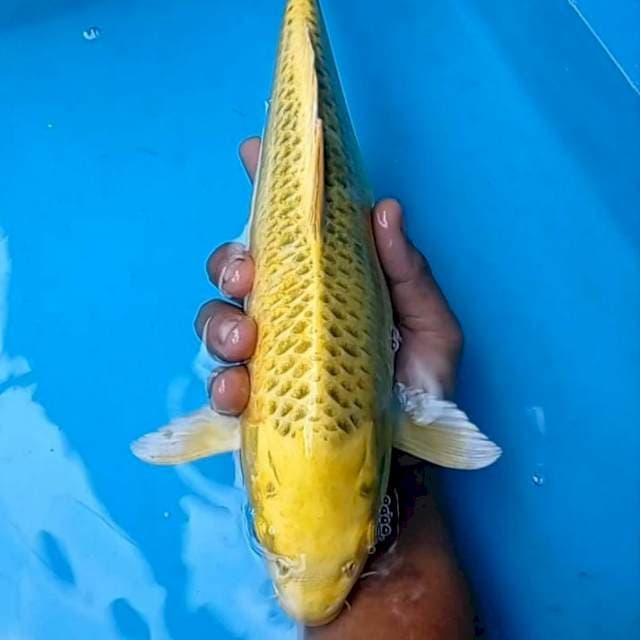 Ki mukasi 38cm