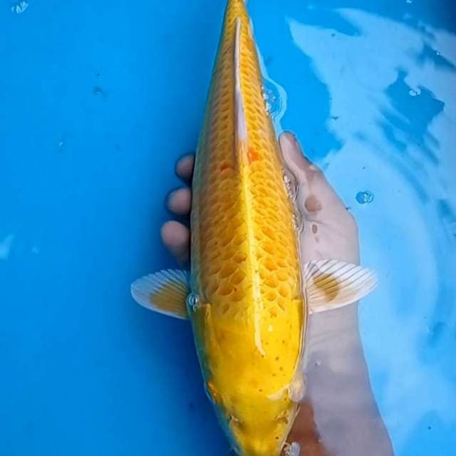 Ogon 36cm