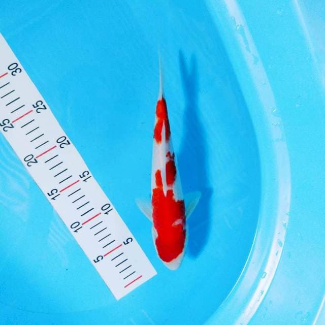 Kohaku