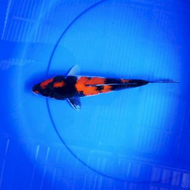 Showa 25 cm