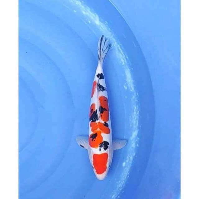 HQ Maruten Doitsu Sanke 33cm (M)
