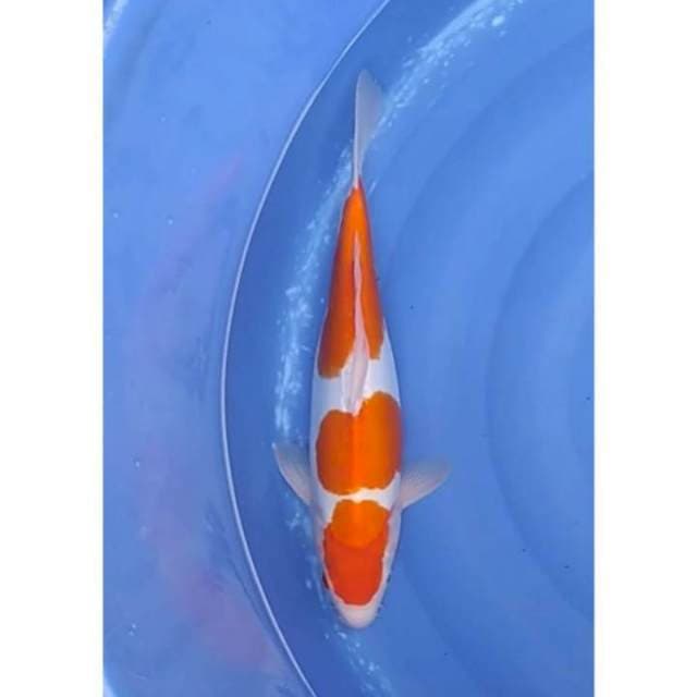 3Step Doitsu Murni Kohaku 39cm (F)