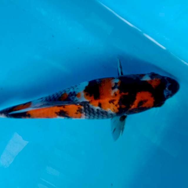 Showa 20 cm