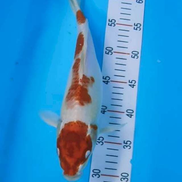 Kohaku