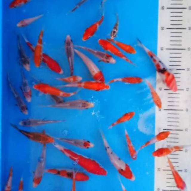 Kohaku...asagi f1.aka...tancho....8 cm sd 17cm 50ekor