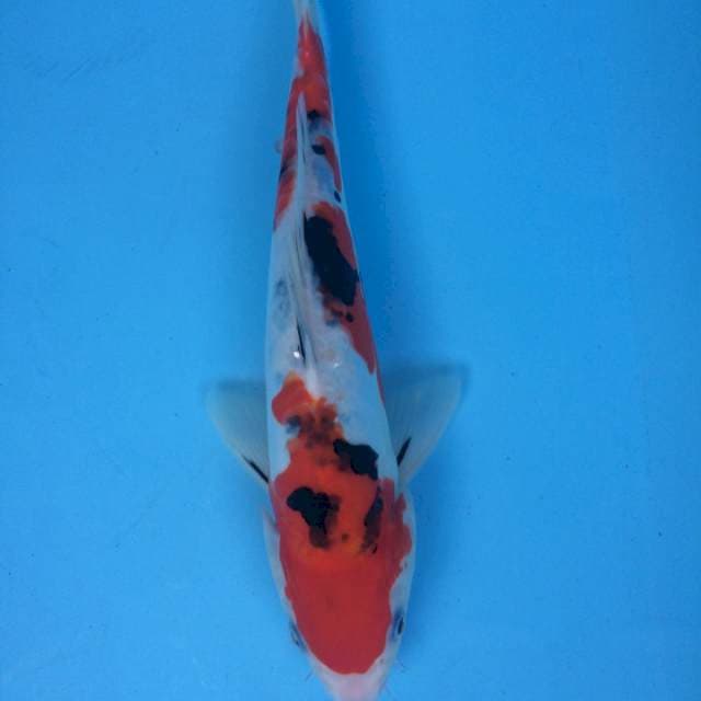 SANKE 29cm
