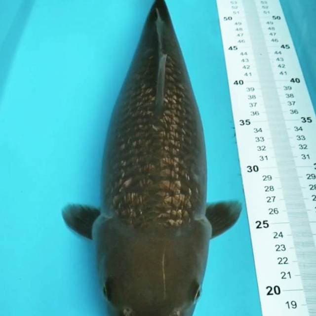Midori Ginrin 41 cm