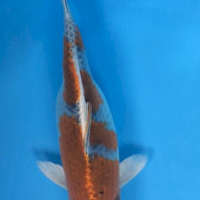 Kujaku 30cm