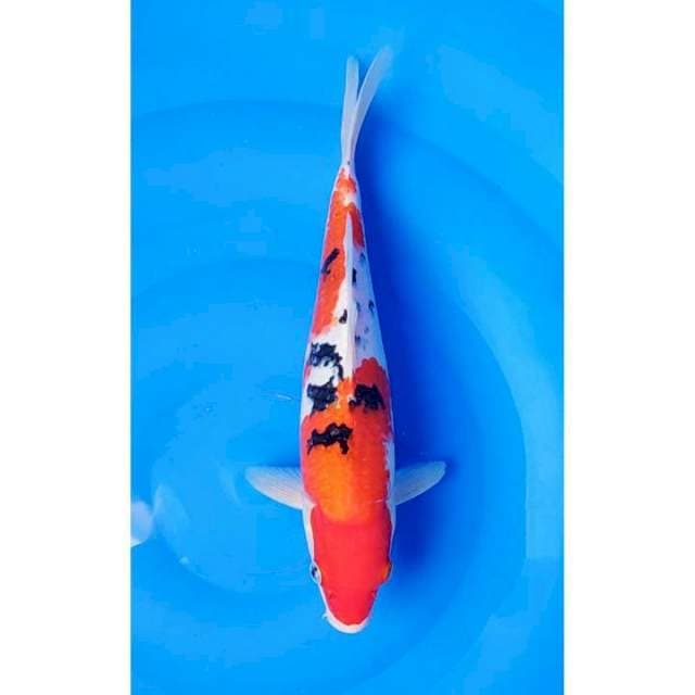 Red Strong Sanke Original 30cm (M)