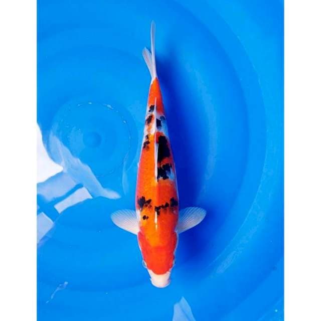 Original Sanke Merah Strong 31cm (M)