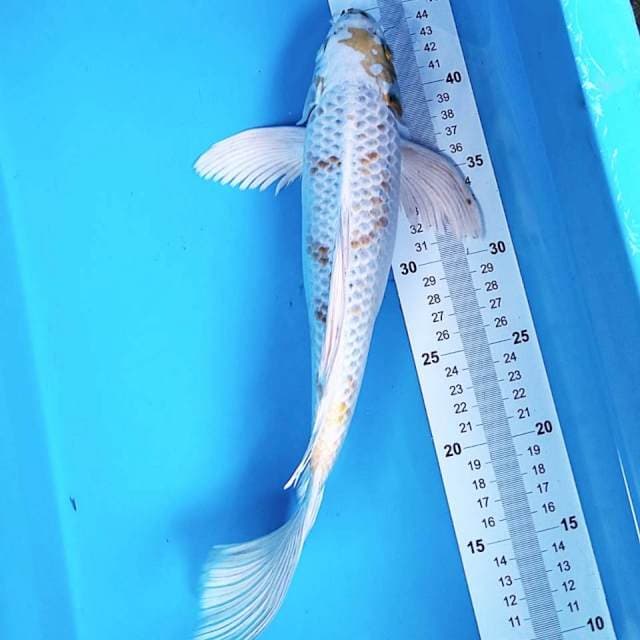 Kumpay hariwake 35 cm