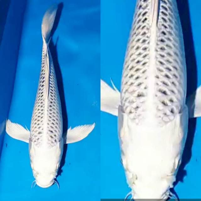 Kumpay Gin Matsuba 35 cm