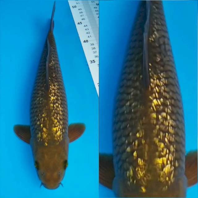 Chagoi karamel 32 cm