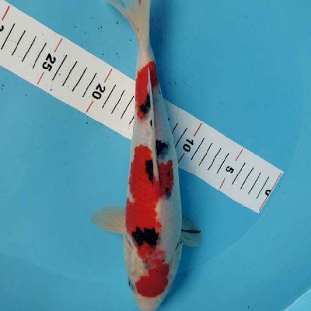 Sanke 32cm