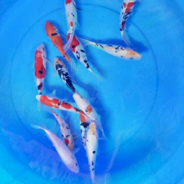 Mix koi 13 ekor