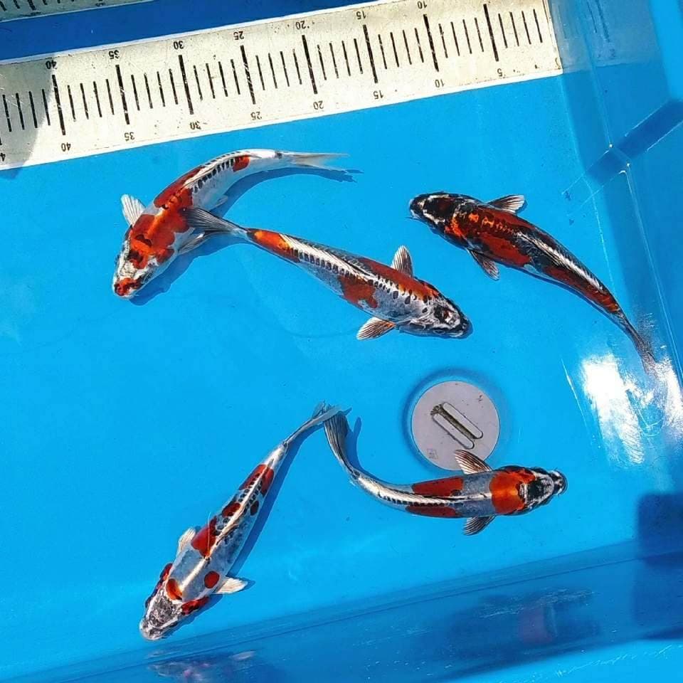 Kikokuryu koleksi langka