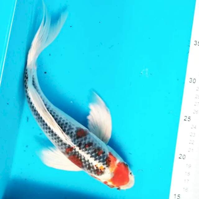 Kumpay Goshiki 30 cm