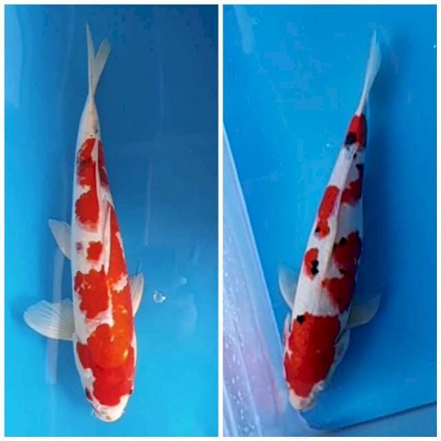 Duet sanke 36cm dan 45cm