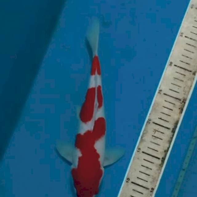 Kohaku ori