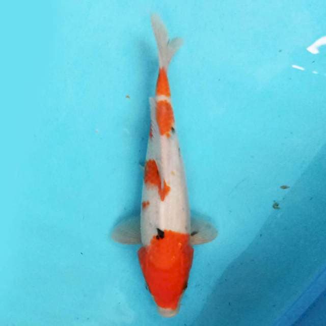 Sanke 31 cm