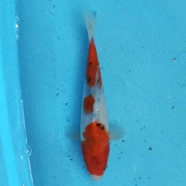 Sanke 21 cm